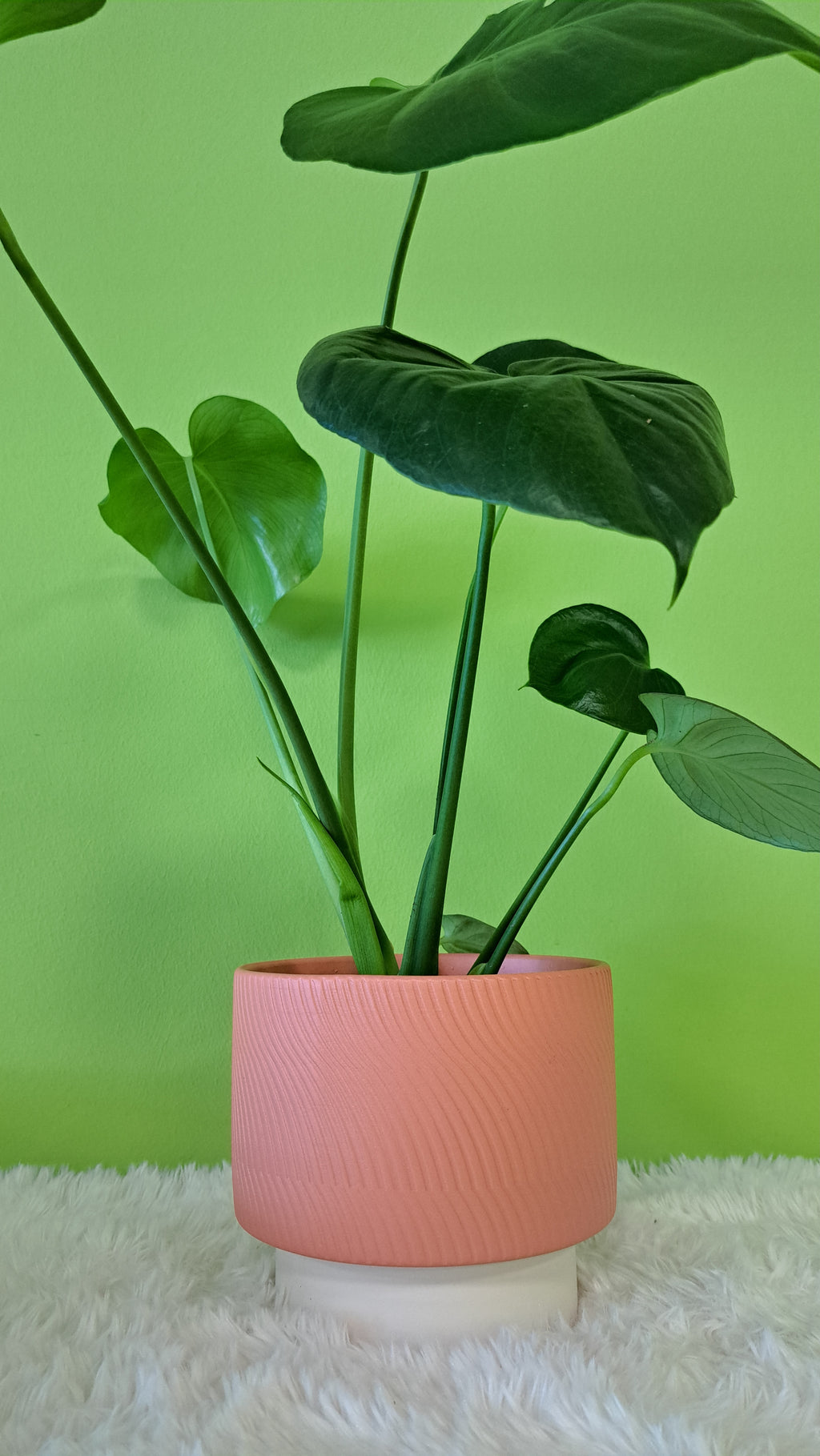Classico Übertopf in Apricot - Moderner Blumentopf mit Struktur
